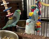 parrotlet-for-sale