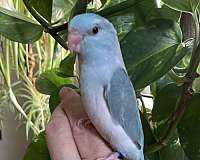 parrotlet-for-sale