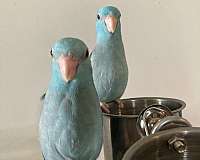 baby-parrotlet-for-sale