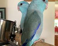 blue-bird-for-sale