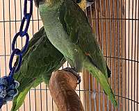 orange-winged-amazon-parrot-for-sale-in-naples-fl