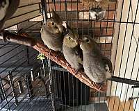 cockatiel-for-sale-in-bolton-ct