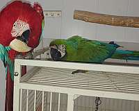 green-wing-macaw-for-sale