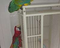 blue-green-wing-macaw-for-sale