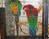 green-green-wing-macaw-for-sale