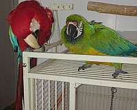 scarlet-green-wing-macaw-for-sale