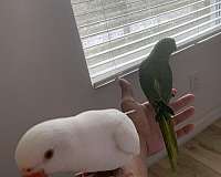 green-white-bird-for-sale-in-kissimmee-fl