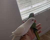 ringneck-parakeet-for-sale