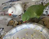 ringneck-parakeet-for-sale-in-kissimmee-fl