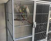 bird-for-sale-in-kissimmee-fl