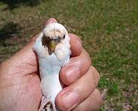 budgerigar-parakeet-for-sale-in-lake-wales-fl