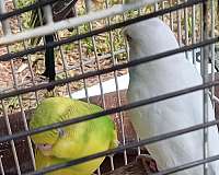 green-bird-for-sale-in-lake-wales-fl