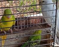 opaline-bird-for-sale-in-lake-wales-fl