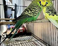 black-parakeet-for-sale