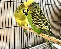 bonded-pair-bird-for-sale-in-bronx-ny