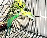 parakeet-for-sale