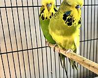 brown-parakeet-for-sale