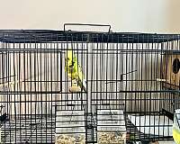 cinnamon-parakeet-for-sale