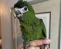 hahns-macaw-for-sale-in-zuni-va