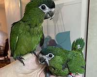 blue-macaw-hahns-macaw-for-sale