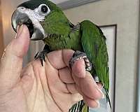 green-macaw-hahns-macaw-for-sale