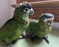 red-macaw-hahns-macaw-for-sale