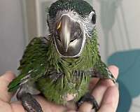 macaw-hahns-macaw-for-sale-in-zuni-va