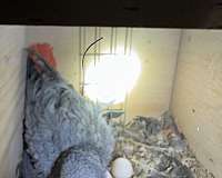 african-grey-parrot-for-sale-in-boulder-city-nv