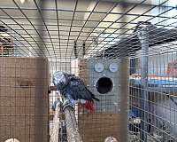 african-grey-parrot-for-sale