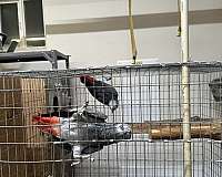 bird-for-sale-in-boulder-city-nv