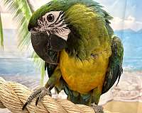 macaw-parrot-for-sale-in-bellbrook-oh