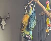 macaw-for-sale-in-bellbrook-oh