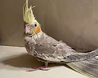 cockatiel-for-sale-in-carencro-la