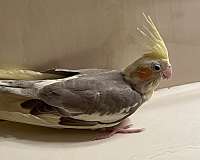 cockatiel-for-sale