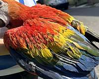 macaw-scarlet-macaw-for-sale-in-fleming-island-fl