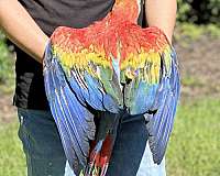 scarlet-macaw-for-sale