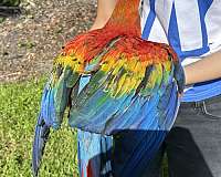 scarlet-scarlet-macaw-for-sale