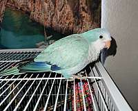 quaker-parrots-for-sale-in-tucson-az