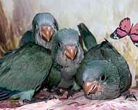 handfed-tame-bird-for-sale-in-tucson-az