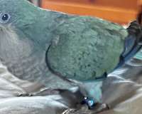 blue-quaker-parrots-for-sale