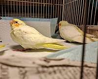 cockatiel-for-sale