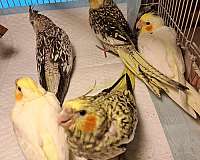 lutino-cockatiel-for-sale