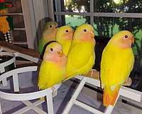 lovebird-for-sale