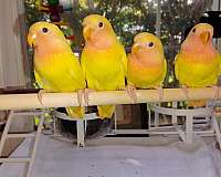 lovebird-for-sale-in-myrtle-beach-sc