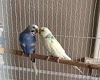 parakeet-for-sale