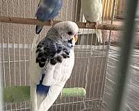 parakeet-for-sale-in-pennsylvania