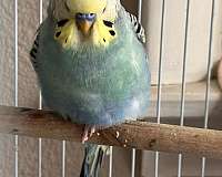 parakeet-for-sale-in-pennsylvania