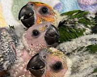 jenday-conure-for-sale-in-dade-city-fl