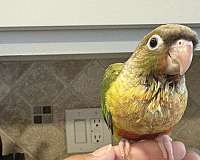 green-cheek-conure-for-sale-in-pennsylvania