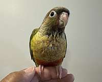 green-cheek-conure-for-sale